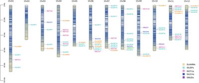 RNA-seq provides insights into potato deubiquitinase responses to drought stress in seedling stage
